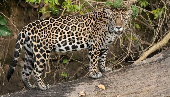 Photographer's Big Cat Circuit