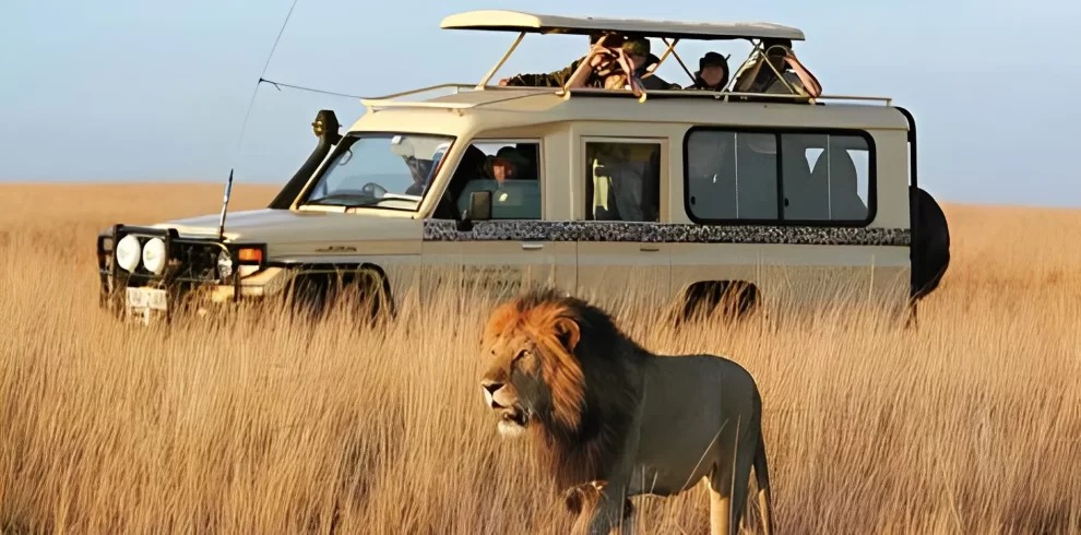 How to Choose the Right Safari Lodge